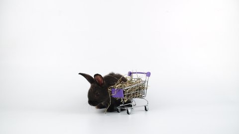 Adorable furry bunny pushing and jumping on shopping cart with dry timothy grass over isolated white background.Newborn baby rabbit with shopping cart looking something.Easter and shop online concept