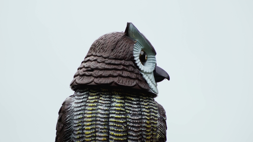 The owl turning head, animal toy