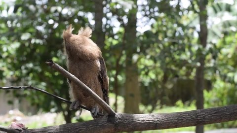 Young Philippine Scops Owl (Otus megalotis), perching on a branch. It is a common owl that is endemic to the Philippines, where they are usually found in forests or along forest edges.