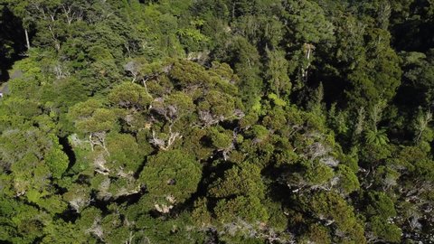 Flying sideways to reveal a forest with a river running through it. Kaitoke Regional Park, New Zealand.