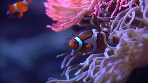 clown fish hiding among anemone