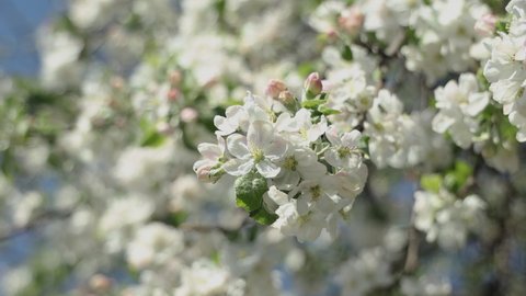 Blossom apple tree with branches with blue sky on background. Apple tree flower close up. Beautiful white flowers. 4K