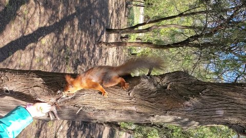 Cute red squirrel climbing by tree trunk to take nuts from kid hand holding food. Rodent feeding in park. Then small animal jump and run away. Vertical format video slow motion