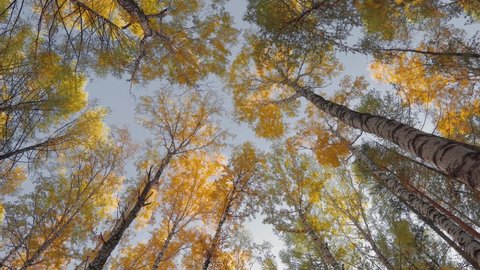Magical autumn landscape. Yellow Crowns of Autumn Trees, Yellow Leaves. Shot from below, Panning. Smooth Camera Movement. Autumn Concept, Forest Autumn Mood