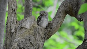 Spotted owlet perching on hole nest in a big tree turning head backward preening plumage ,hd video.
Cute owl in nature.