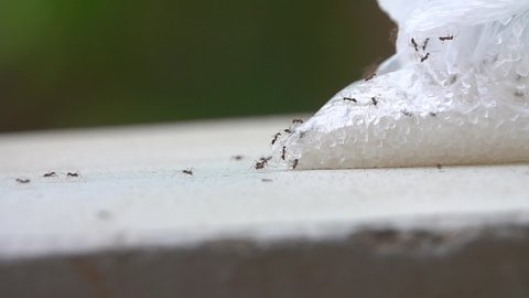 SLOW MOTION ants in trail carrying Sugar on wall, shallow depth of field A small strong ants carries a bunch of sugar in slow motion