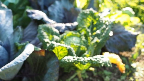 Leaves of various cabbage (Brassicas) plants in homemade garden plot in HD VIDEO. Vegetable patch with brassica, red and savoy cabbage, kohlrabi and borecole. Kidney bean plant in background.