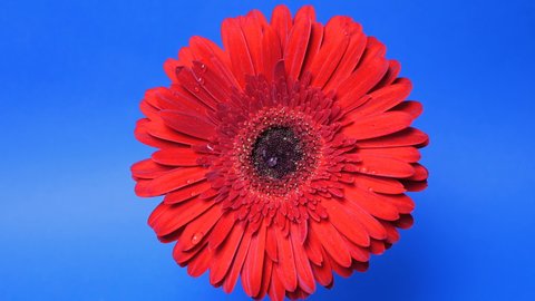 Raindrops fall on the opened gerbera daisy flower. Water droplets run down the long red petals of the gerbera. Bright red gerbera on a dark blue background.