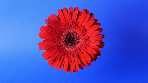 A red gerbera with delicate petals rotates on its axis. Fresh greenhouse-grown red gerbera daisy on a vibrant blue background. Bright red gerbera on a dark blue background.