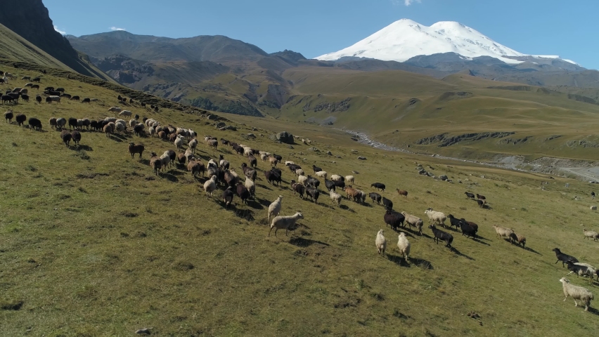 Large herd of wild sheep rams are walking along high mountain sunny slope. Caucasus epic snow-capped peak grand Elbrus mountain background. Unique alpine natural landscape. Best of Russia by drone Royalty-Free Stock Footage #1072290461