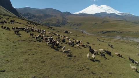 Large herd of wild sheep rams are walking along high mountain sunny slope. Caucasus epic snow-capped peak grand Elbrus mountain background. Unique alpine natural landscape. Best of Russia by drone