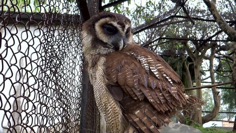 Owl in aviary in Imphal Zoo, Manipur, India