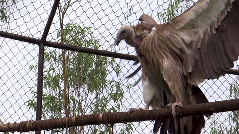 Vulture flapping wings on branch in aviary in Imphal Zoo, Manipur, India