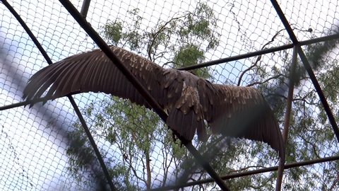 Vulture flapping wings on branch in aviary in Imphal Zoo, Manipur, India