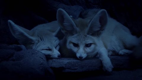 Desert Fox Couple Lying Together In Den