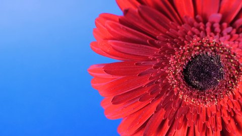 Macro shot of a gerbera flower. Red gerbera petals strewn with yellow pollen. Fresh greenhouse-grown red gerbera daisy on a vibrant blue background. Bright red gerbera on a dark blue background.