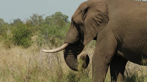 African Bush Elephant in Kruger National Park
