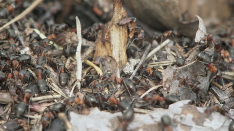 Macro shot of a red wood ants (Formica rufa) running at the entrance to an anthill in an old tree stump, smooth panning. 