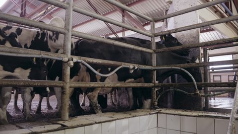 Dairy Farm,Cow Milking Process,Milk Production Factory.Cow Going to the Industrial Line to the Milking Machine.Automated equipment for milking cows on dairy farm. Agricultural business. Modern farm.