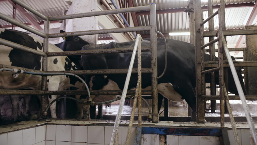 Modern equipment for milking cows on a new farm, the process of milking ...