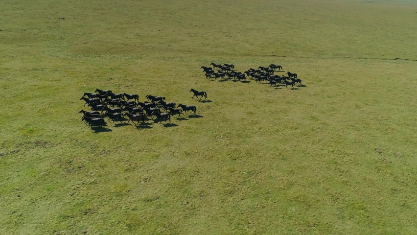 Aerial flight above epic wild herd of horses in slow motion running at gallop across green endless field. Black equine large flock. Animal in its natural environment is free grazing. Freedom, strength Royalty-Free Stock Footage #1072301975