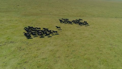 Aerial flight above epic wild herd of horses in slow motion running at gallop across green endless field. Black equine large flock. Animal in its natural environment is free grazing. Freedom, strength