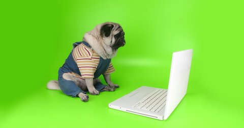 Cute pug dog dressed denim with laptop, notebook. Watching content with attention, interest and excite. Work, learn, watch media online. Funny dog laptop concept. Green screen