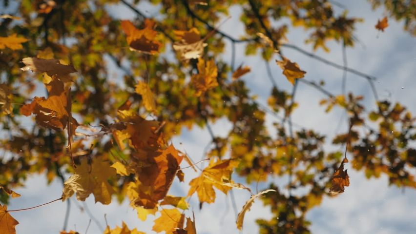 Camera following to yellow maple leaves falling to ground in autumn forest. Close up of bright foliage flying at sky background. Colorful fall season. Slow motion Royalty-Free Stock Footage #1072304093
