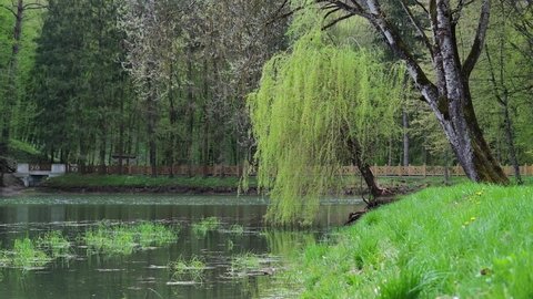 Weeping Willow Stock Footage 4k And Hd Clips Shutterstock Weeping Willow Stock Footage 4k, Will Weeping Willow Grow In Shader 1