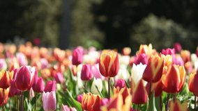 Spring flower background. Colorful tulips close-up bloomed in the garden. A small breeze stirs the flowers in the flower bed. Decoration of parks. The concept of romance, tenderness, femininity