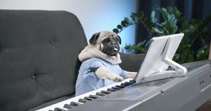 Funny cute pug dog playing electronic piano, synthesizer at home with tablet. Lesson online with mobile device. Online study course. Learn to play music. Funny dog distance education from home concept