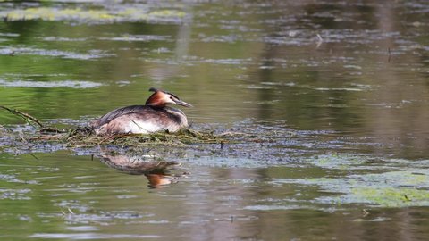Great crested grebe (Podiceps cristatus) broods on the nest in the water