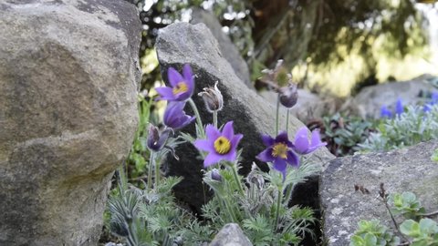 Pasque flower, Pulsatilla in garden, sunlight