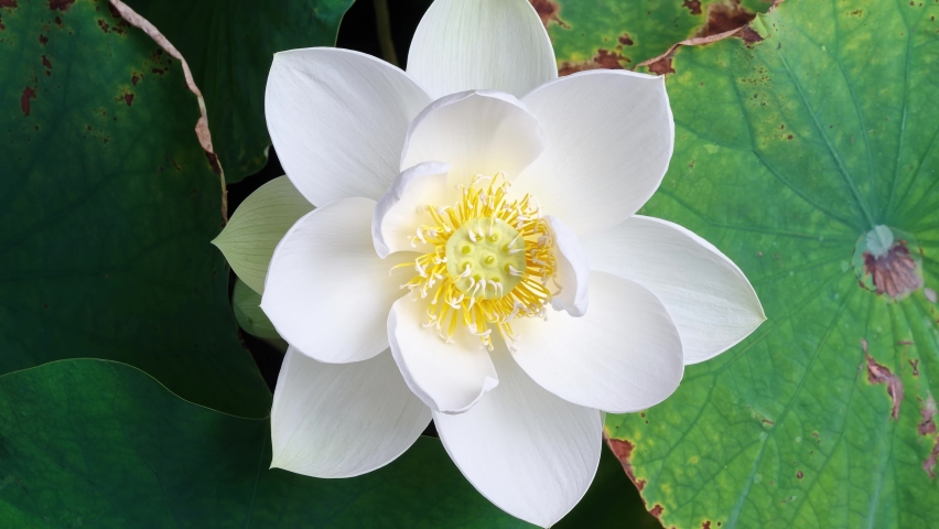 4K time Lapse footage of blooming white lotus flower from bud to full blossom then back to bud, close up b roll shot top view. Royalty-Free Stock Footage #1072326179
