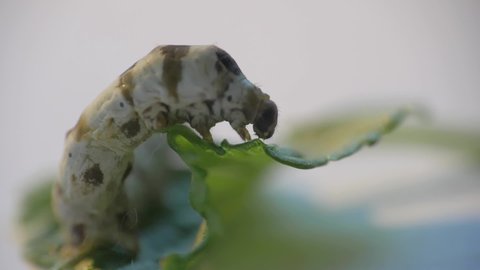 Close up gimbal shot of silkworm on leaf. Shallow focus