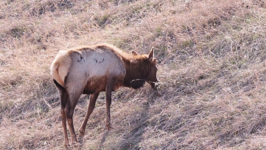 Shaggy stag Wapiti with unique antlers eats tall dry grass on hillside