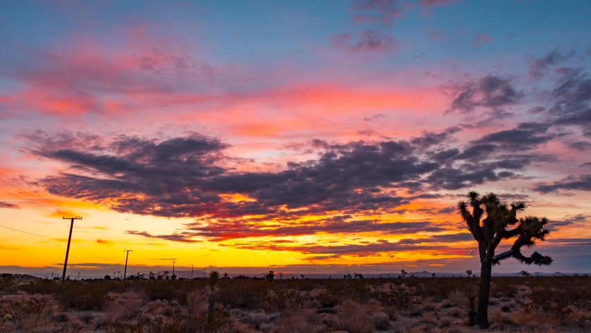 Fiery Sunrise in the Mojave Desert with Joshua Trees