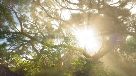 Calm and relaxed nature background. 4K footage of the beautiful green forest, tree branches and sun beams coming through the fog. Morning sun rays shining in mist. Cloud covering mountain rainforest