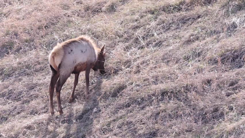 Shaggy Elk with unique prong antlers eats dry grass on steep hillside