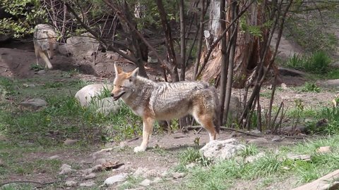 Pair of healthy adult coyotes explore unhurried near hiking trail
