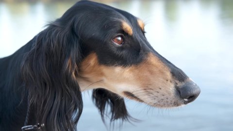 4k. Saluki dogs head. Black and beige. Brown eyes. Devoted persian greyhound close up portrait High quality photo