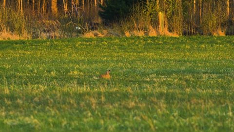 Brown European hare (Lepus europaeus) eating on in a green meadow in calm sunny spring evening, golden hour, medium shot from a distance