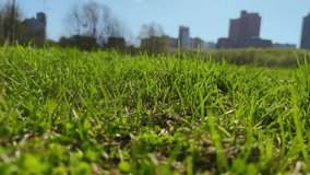 Close-up view of fresh green grass swinging on the wind in spring city park in sunny day. Low angle view. 4K resolution video. Landscaping theme.