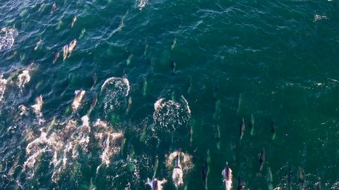 Super pod of dolphins in False Bay