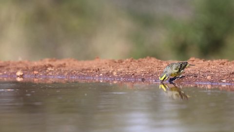 Yellow fronted canary drinking water with reflection on water