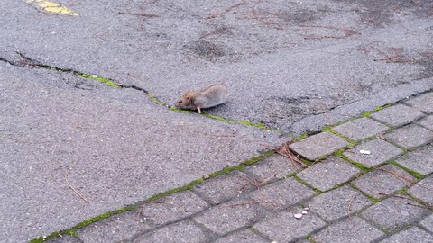 gray city rat, Rattus norvegicus, walking along street of European city, looking for food, concept of problem of recycling food waste, reproduction of harmful rodents, carriers of diseases