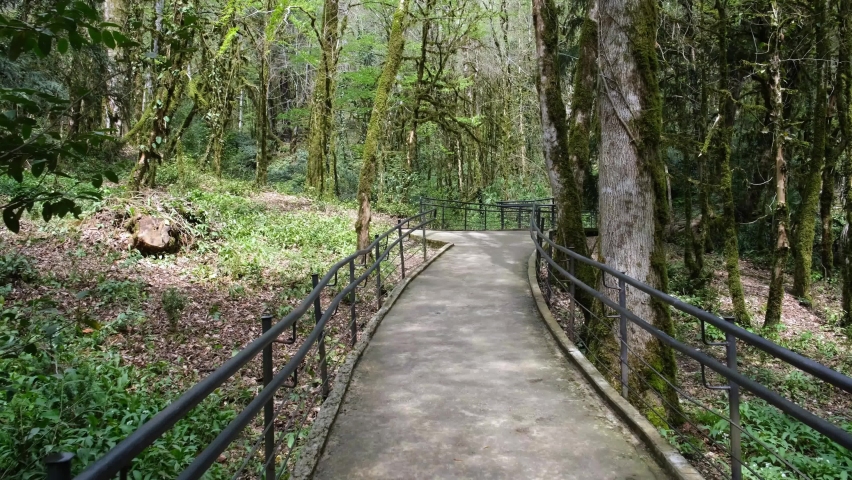 Hiking trail through beautiful green forest. Active Lifestyle, ecological trail, bio tourism