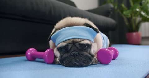 Funny cute pug dog do not want to do fitness at home. Funny sad sport pug. Tired of sport training, lying on the mat with no motivation. Funny dog sport concept