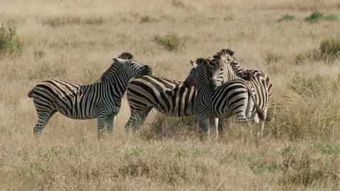 Plains Zebra in Natural Environment, South Africa