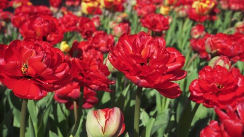 Red tulips sway in the wind. Red tulips background. Flowerbed with flowers. Tulip close-up. Spring concept. 